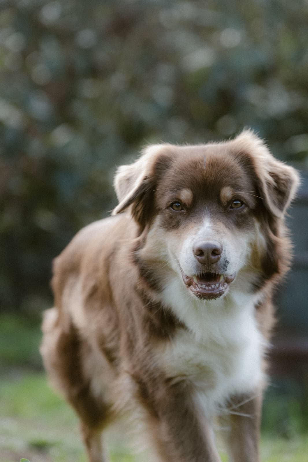 Rennender Hund